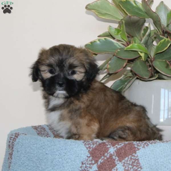 Bonny, Lhasa Apso Puppy